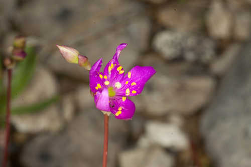 Phemeranthus calcaricus #5